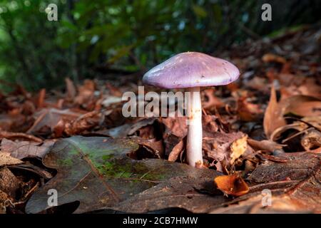 Caort à pois ou Violet viscide (Cortinarius iodes) - Forêt nationale de Pisgah, Brevard, Caroline du Nord, États-Unis Banque D'Images