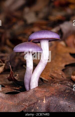 Caort à pois ou Violet viscide (Cortinarius iodes) - Forêt nationale de Pisgah, Brevard, Caroline du Nord, États-Unis Banque D'Images