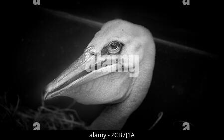 Détail du pélican sur fond noir. Gros plan. La meilleure photo. Banque D'Images