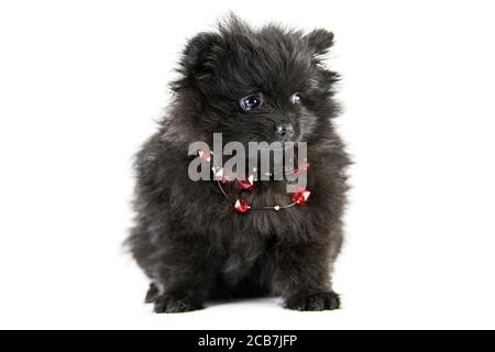 Poméranie Puppy Spitz, isolé. Mignon noir pomeranian avec perles rouges, fond blanc. Petit chien de Spitz familial. Banque D'Images