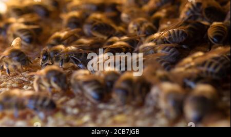 Vue rapprochée des abeilles à l'intérieur de la ruche sur nid d'abeilles. Banque D'Images