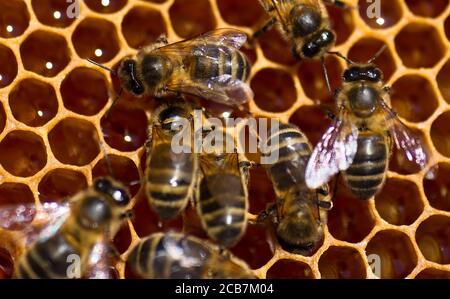 Gros plan des abeilles dans une ruche en nid d'abeille avec le nectar et le miel dans les cellules. Banque D'Images