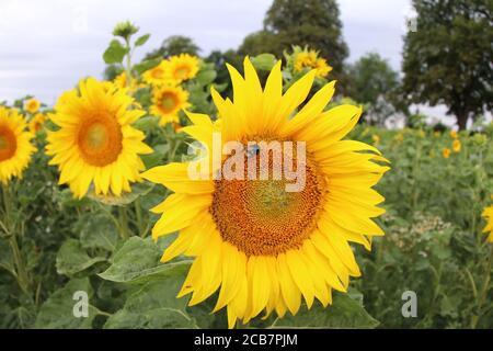 04 juillet 2020, Brandebourg, Tuchen/ Barnim: Champ de tournesol dans le Brandebourg face au soleil malgré les nuages de pluie . Un bourdon est assis sur le tournesol. Les grains sont ensuite récoltés et vendus comme semences d'oiseaux. Photo: Wolfgang Rakitin/dpa-zentalbild/ZB Banque D'Images