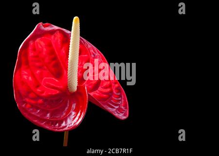 Anthurium / Anthurium Andraeanum, image studio d'une fleur rouge sur fond noir. Banque D'Images