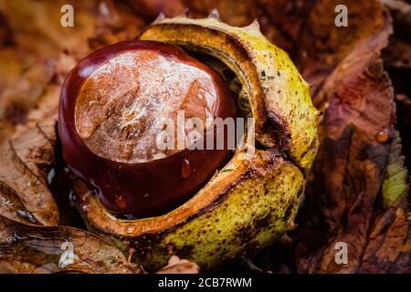 Horsechestnut, Aesculus hippocastanum, Conkers émergent de leurs coquilles nichées parmi les feuilles d'automne tombées. Banque D'Images