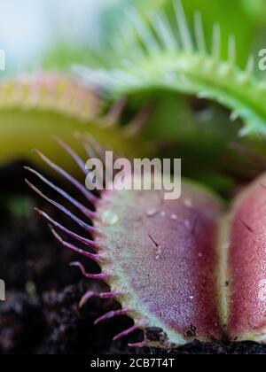 Vénus Flytrap, Dionaea Muscipula, prise de la plante carnivereuse. Banque D'Images