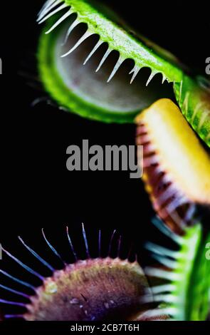 Vénus Flytrap, Dionaea Muscipula, prise de la plante carnivereuse. Banque D'Images