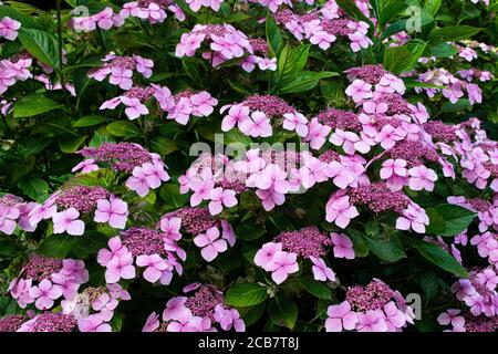 Les fleurs d'un chapeau de dentelle rose hortensia Banque D'Images