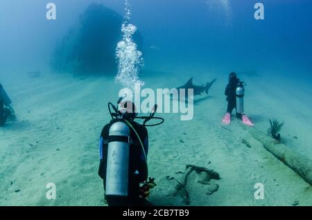 Requin taureau (Carcharhinus leucas) en interaction avec les plongeurs. Récifs de la mer de Cortez, océan Pacifique. Cabo Pulmo, Baja California sur, Mexique. Banque D'Images