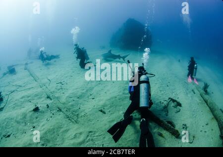 Requin taureau (Carcharhinus leucas) en interaction avec les plongeurs. Récifs de la mer de Cortez, océan Pacifique. Cabo Pulmo, Baja California sur, Mexique. Banque D'Images