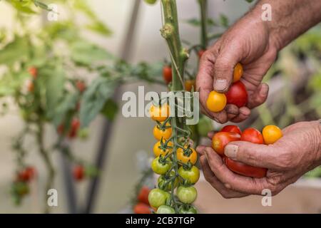 Gros plan des mains récoltant divers assortiments de tomates cerises Banque D'Images