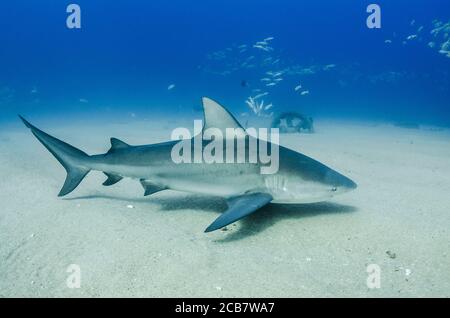 Requin taureau (Carcharhinus leucas). Récifs de la mer de Cortez, océan Pacifique. Cabo Pulmo, Baja California sur, Mexique. L'aquarium du monde. Banque D'Images