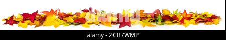 L'automne coloré laisse sur le sol comme une bordure, format panoramique extra large avec des couleurs vives, isolé sur blanc Banque D'Images