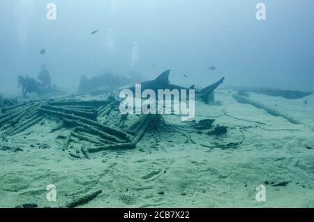 Requin taureau (Carcharhinus leucas) en interaction avec les plongeurs. Récifs de la mer de Cortez, océan Pacifique. Cabo Pulmo, Baja California sur, Mexique. Banque D'Images