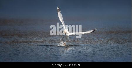 Faune fond de Larus cachinnans Seagull chasse sur un étang, vole au-dessus de l'eau et capture des poissons, a des poissons dans son bec. La meilleure photo. Banque D'Images