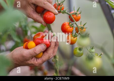 Gros plan des mains récoltant divers assortiments de tomates cerises Banque D'Images