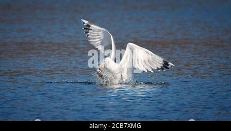 Faune fond de Larus cachinnans Seagull chasse sur un étang, vole au-dessus de l'eau et capture des poissons, a des poissons dans son bec. La meilleure photo. Banque D'Images