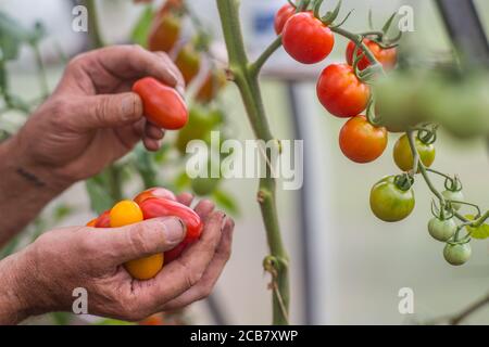 Gros plan des mains récoltant divers assortiments de tomates cerises Banque D'Images