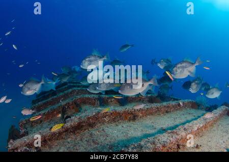 Reef Fish, parc national de Cabo pulmo. Baja California sur, Mexique, Mer de Cortez. Banque D'Images