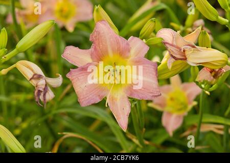 Hemerocallis « Catherine Woodbury » Banque D'Images