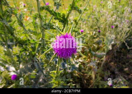 Onopordum acanthium, trn de Magareci, plante à fleurs Banque D'Images