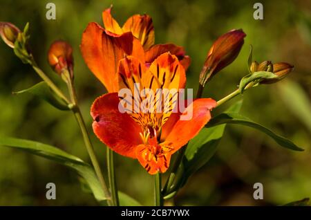 Alstroemeria Orange Glory Banque D'Images