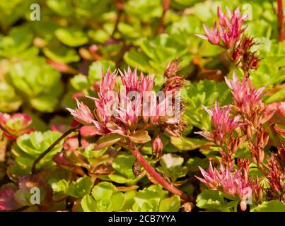 Sedum sunium 'Coccineum' Banque D'Images