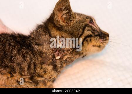 Chaton Avec Des Morsures De Plaies Infectees Sur Son Cou Photo Stock Alamy