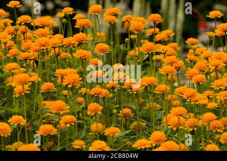 Heliopsis helianthoides var. scabra 'Friends' Banque D'Images