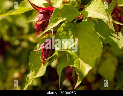 Leycesteria formosa 'Golden Lanterns' Banque D'Images