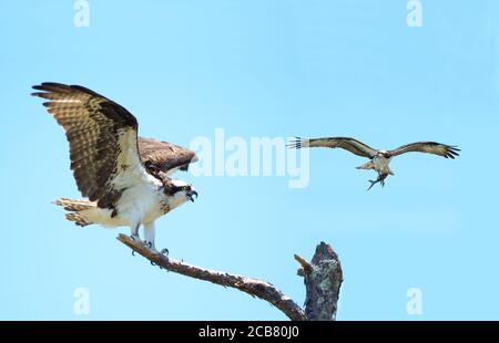 Gros plan sur un point d'atterrissage d'Osprey sur un arbre mort C'est un compagnon qui vole avec un poisson Banque D'Images