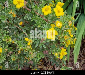 Potentilla fruticosa 'Gold Star Banque D'Images