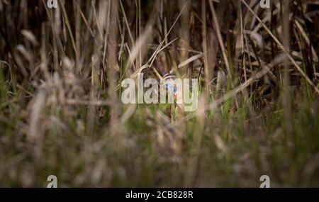 Luscinia svecica cyanula à pois blancs sur une tige de roseau, la meilleure photo Banque D'Images