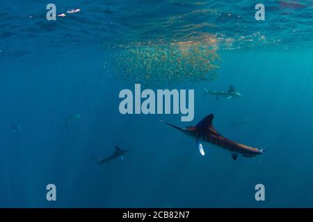 Chasse au makaire et alimentation au baitball dans la baie de Magdalena, Baja California sur, Mexique. Banque D'Images