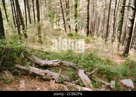 Gros plan de vieilles branches sèches sur le sol, sur fond d'herbe et de troncs d'arbres. Banque D'Images