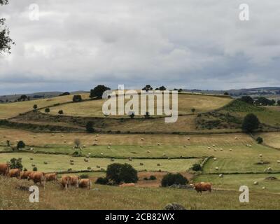 Vaches dans un paysage rural, Aubrac, Auvergne, France Banque D'Images