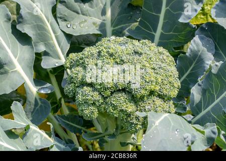 Brocoli. Gros plan de jeunes brocolis frais biologiques en attente d'être récoltés sur le potager. Concept d'alimentation saine, d'auto-approvisionnement et d'organi Banque D'Images