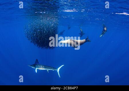 Chasse au makaire et alimentation au baitball dans la baie de Magdalena, Baja California sur, Mexique. Banque D'Images
