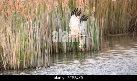 Cirque aeruginosus oiseau volant et le prédateur capture des poissons au-dessus de la surface, les différentes étapes de la chasse. La meilleure photo. Banque D'Images