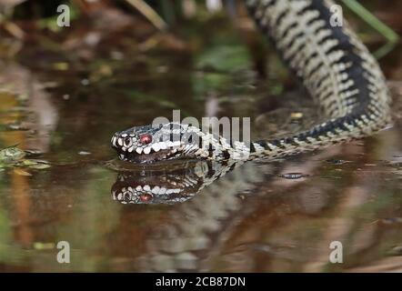 Adder européen (Vipera berus) adulte mâle buvant de l'étang Eccles-on-Sea, Norfolk, Royaume-Uni, Europe Avril Banque D'Images