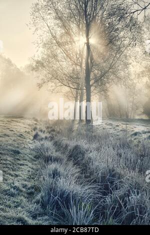 Tôt le matin lumière du soleil filtrée à travers les saules arbres sur un gelé matin d'hiver Banque D'Images