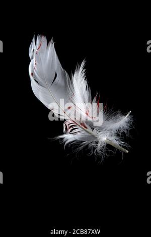 Plumes de cygne blanches en lambeaux de sang sur fond noir Banque D'Images