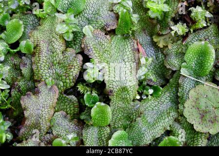 Marchantia, Laverwort commun, Amérique du Nord, par Dembinsky photo Assoc Banque D'Images