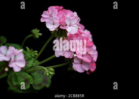 Géranium rose pâle sur fond noir Banque D'Images