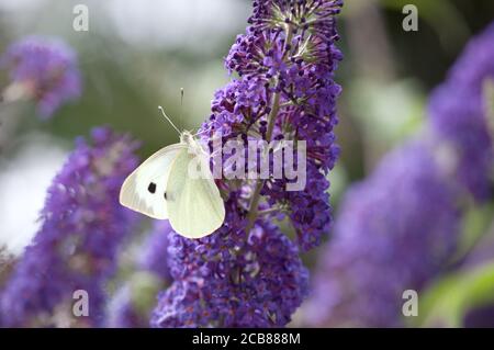 Chou blanc papillon se nourrissant sur les fleurs de bourgedleia Banque D'Images