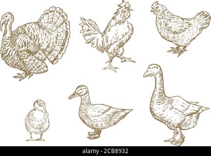 Ensemble d'oiseaux domestiques dessinés à la main. Une collection d'esquisses de ferme de volaille. Dessins de dinde, de poulet et de canards de style gravure. Illustration de Vecteur