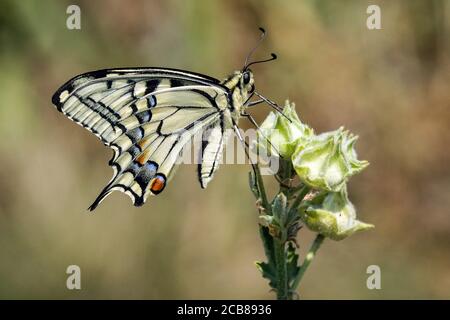 Papilio machaon, papillon à queue de cyon de l'ancien monde Banque D'Images