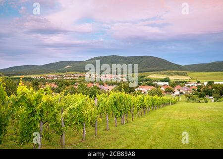 Vue sur le village de Felsőtárkány, près de la ville d'Eger, Hongrie. Des collines et de nombreux vignobles se trouvent dans cette région. Banque D'Images