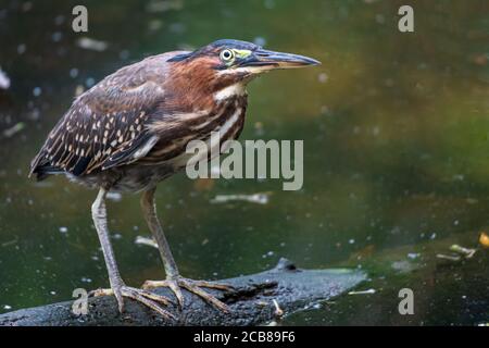 Héron vert (Butorides virescens) debout sur une bûche dans le lac - Davie, Floride, États-Unis Banque D'Images