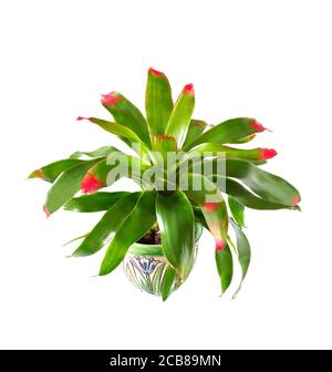 Magnifique Neoregela Bromeliad résiné isolé sur blanc Banque D'Images